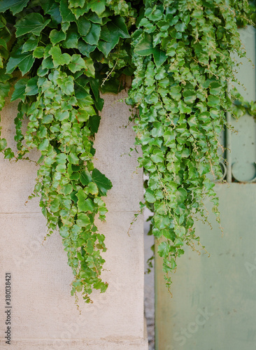Overgrown Ivy in France photo