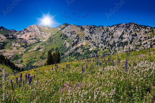 Wallpaper Mural Alta sunrise Torontodigital.ca