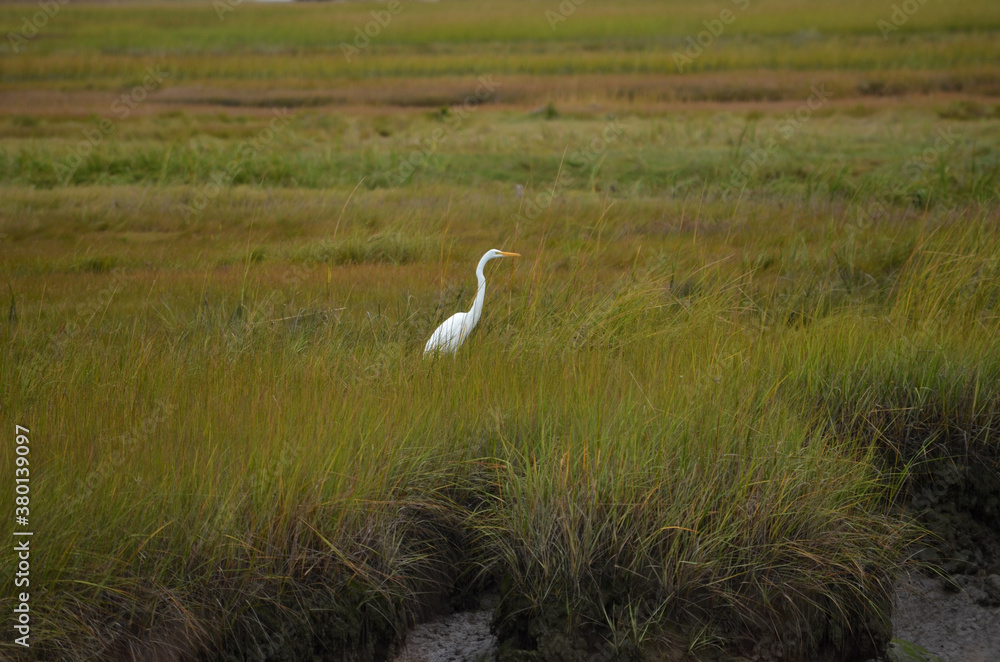 Fototapeta premium EGRET IN THE MARSH