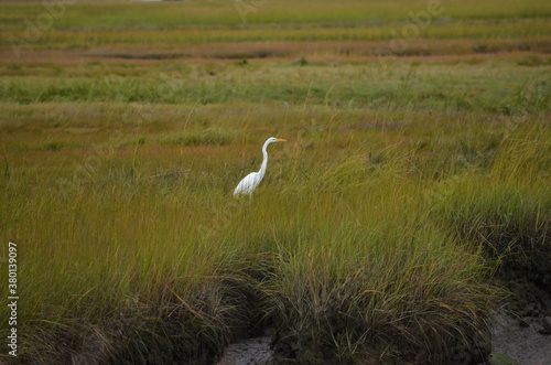 EGRET IN THE MARSH © Christine