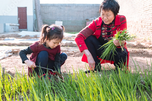 Grandma and little girl in vegetable field photo