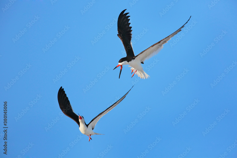 Black Skimmers