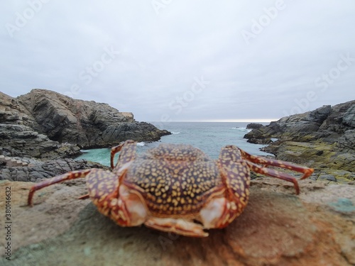 Don Cangrejo y el mar