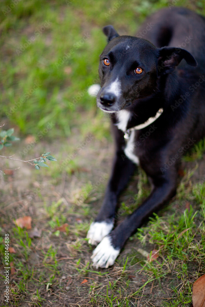 Dog lazing in the grass and looking straight at the camera Dog lazing in the grass and looking straight at the camera