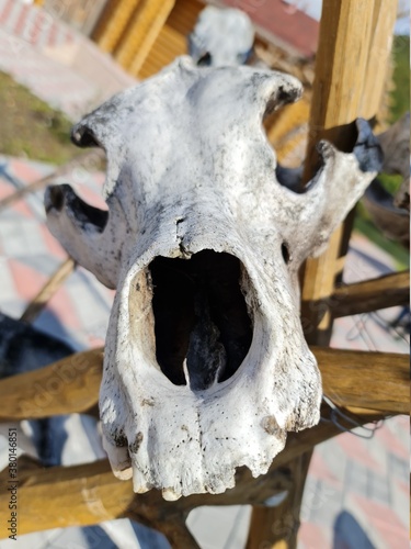skull of the dead © Данила Внуков
