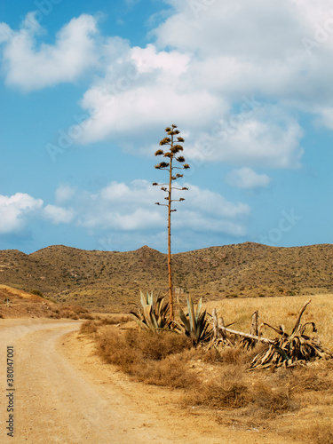 Summer landscape of el Cabo de Gata, Almeria. Spain. photo