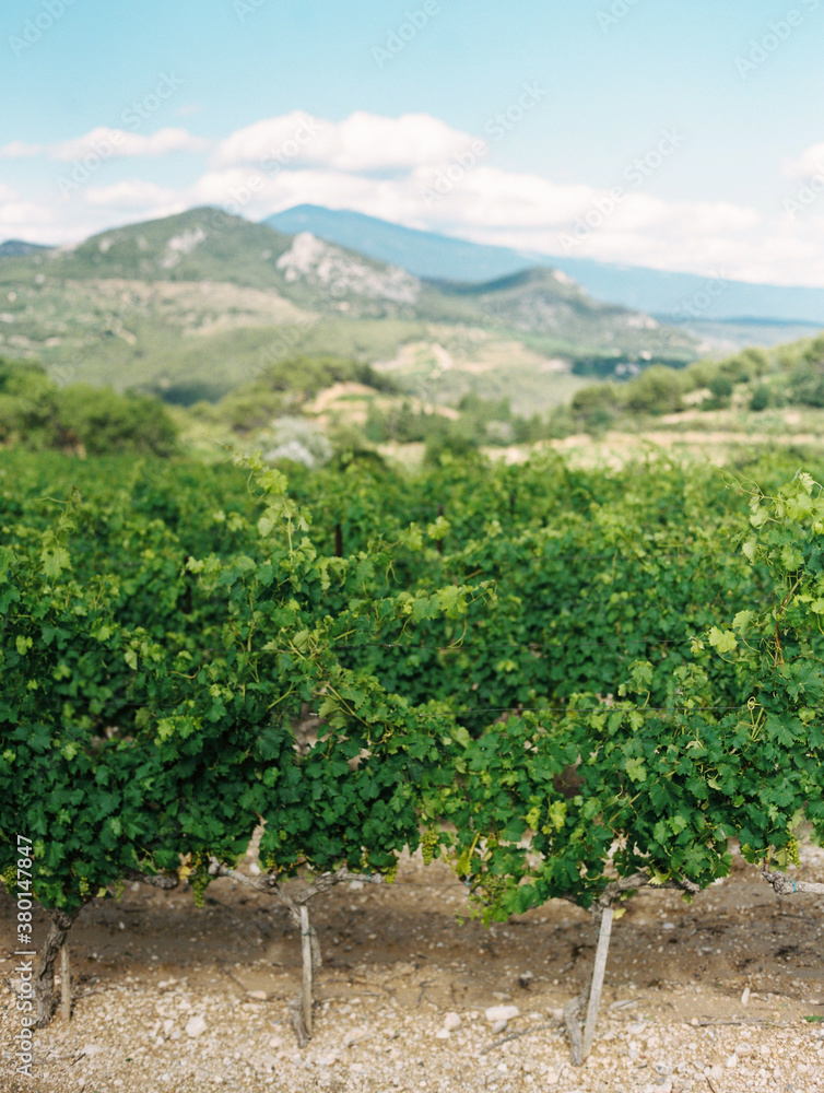 Vineyard in France Vineyard in France