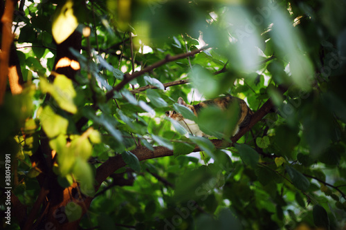 Tabby cat walking on tree branch in ambush
