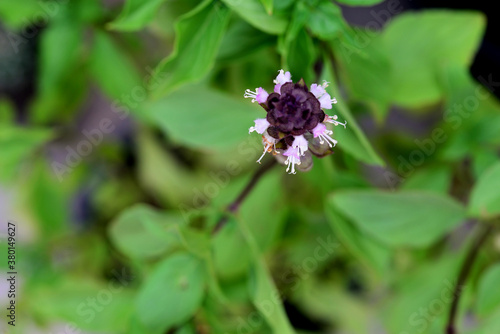 Sweet Basil, Thai Basil, Ocimum basilicum Linn (flower)
