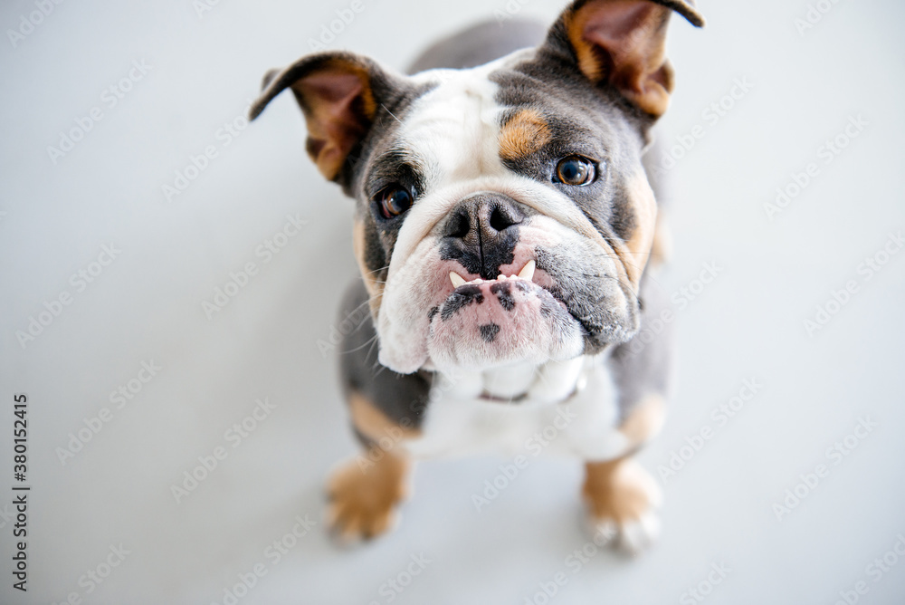 English bulldog looks up at camera English bulldog looks up at camera