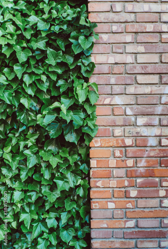 Ivy next to a brick wall. Ivy next to a brick wall.