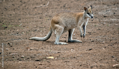 the agile wallaby is looking for food during a drought