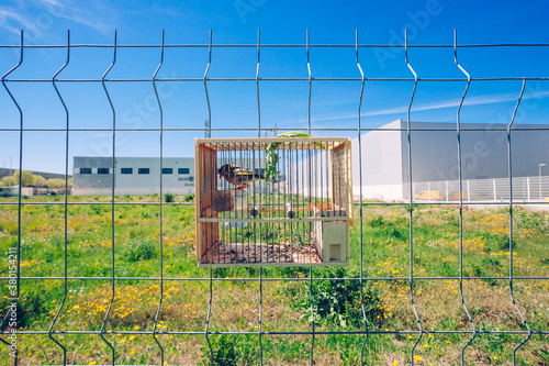 Singing contest goldfinch on a little bird cage. photo