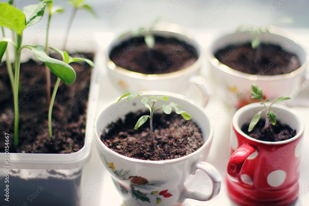 Close-up of tomato seedlings potted in various teacups; and sunflower seedlings planted in a plastic container. Close-up of tomato seedlings potted in various teacups; and sunflower seedlings planted in a plastic container.
