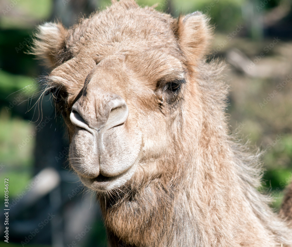 Obraz premium this is a close up of a camel