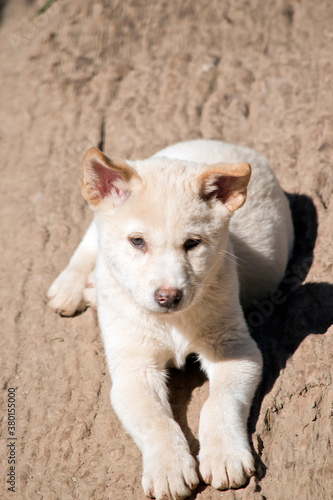 the white dingo pup is sitting on a log