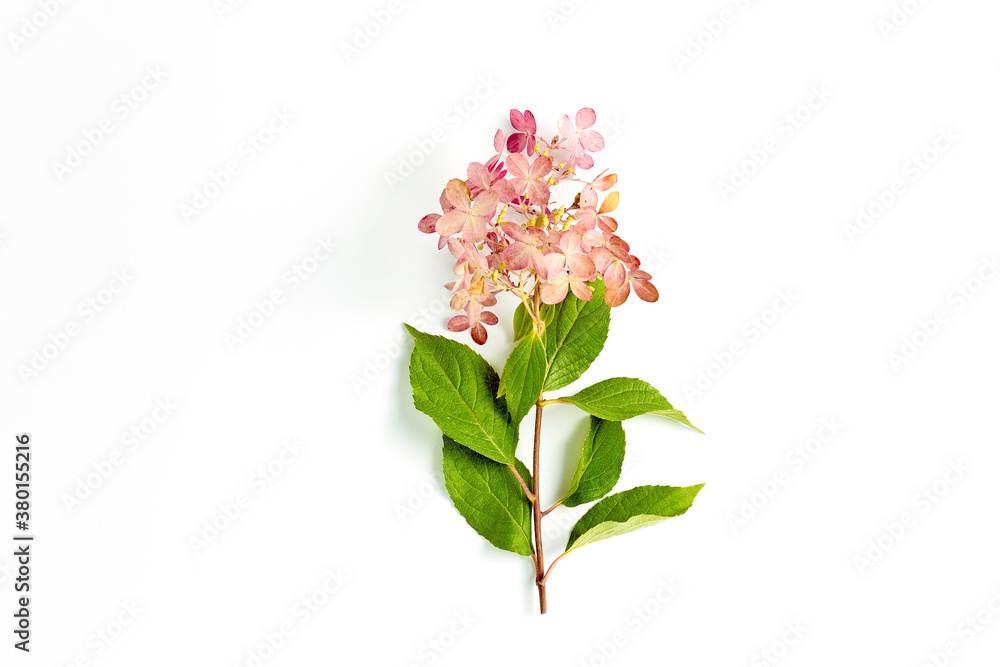 Obraz premium beautiful red hydrangea branch on a white background close-up. autumn concept, copy space, top view
