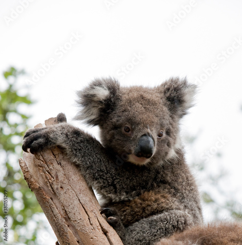 Fototapeta Naklejka Na Ścianę i Meble -  this is a 10 month old joey koala rescued from the bush fires on kangaroo island