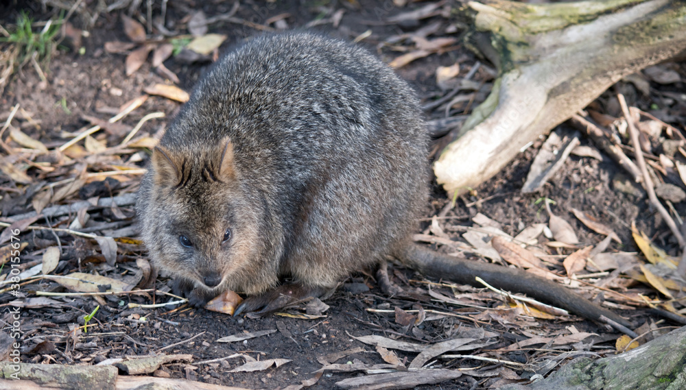Fototapeta premium the quokka is a cute marsupial with grey fur