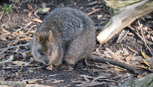 the quokka is a cute marsupial with grey fur
