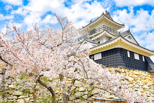 浜松城と桜 Japanese castle and Cherry blossom in Hamamatsu