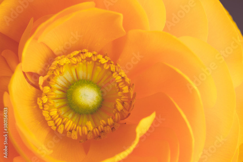 Macro of center of yellow ranunculus flower