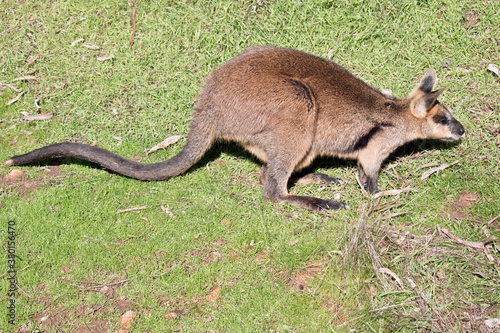 the swamp wallaby is moving through a field of grass