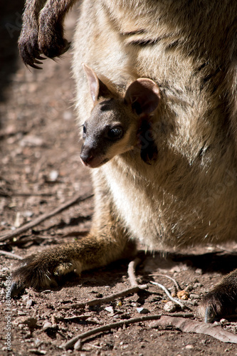 the joey swamp wallaby is in his mothers pouch