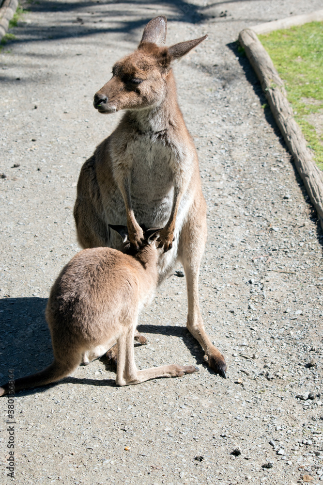 Fototapeta premium the female western kangaroo is feeding her joey