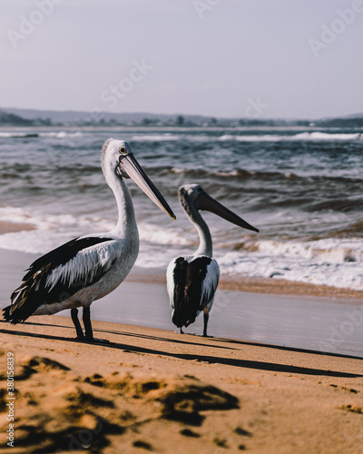 Pelicans enjoying the beach