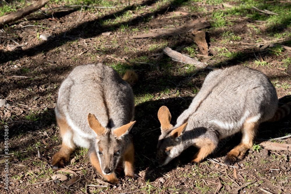 the yellow footed rock wallaby has a long tail the yellow footed rock wallaby has a long tail