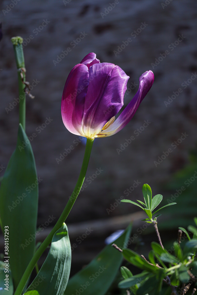 a single blooming purple tulip in late spring