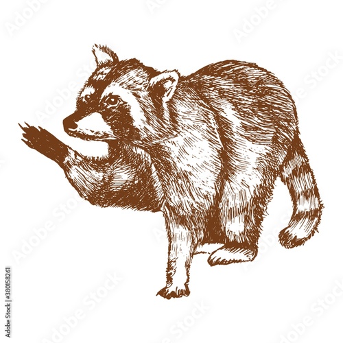 raccoon  illustration