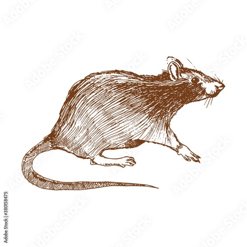 rat