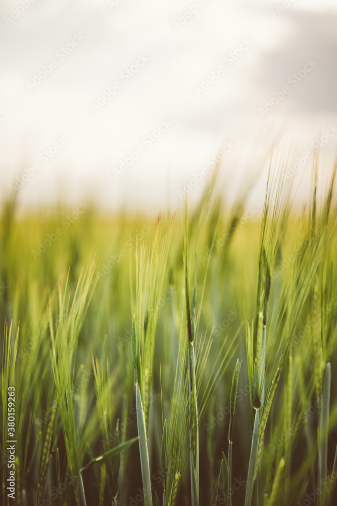 Scene with green cereal field at spring ideal for a wallpaper picture Scene with green cereal field at spring ideal for a wallpaper picture