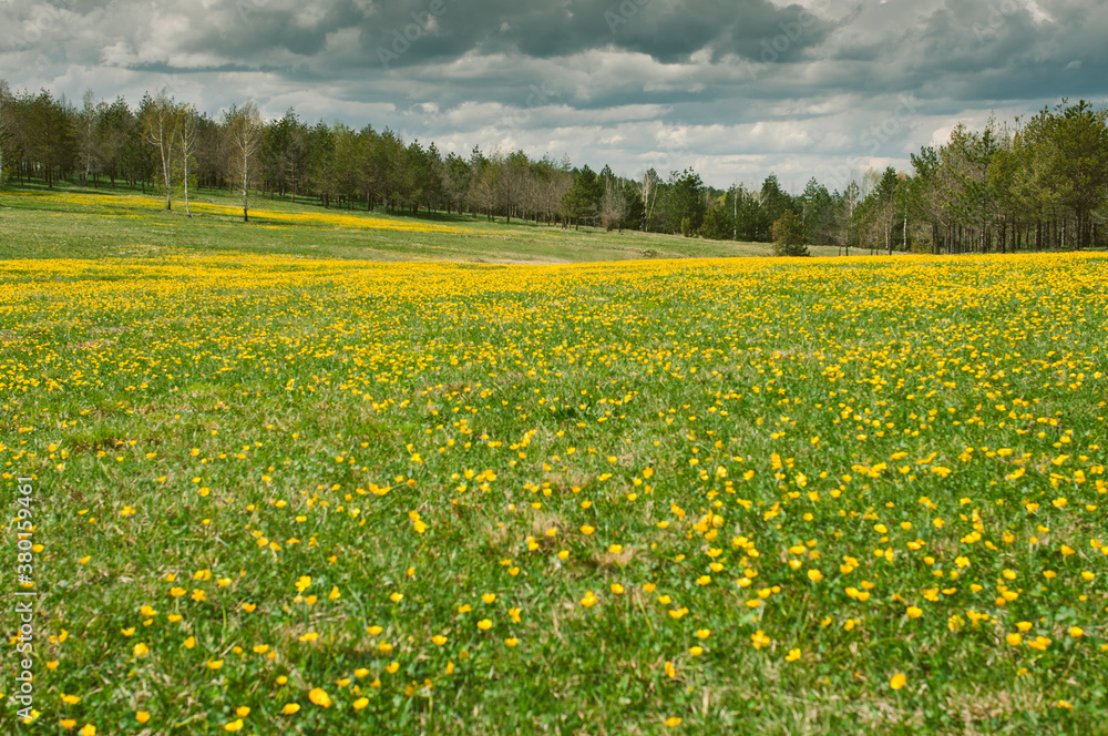 Yellow flower meadow Yellow flower meadow