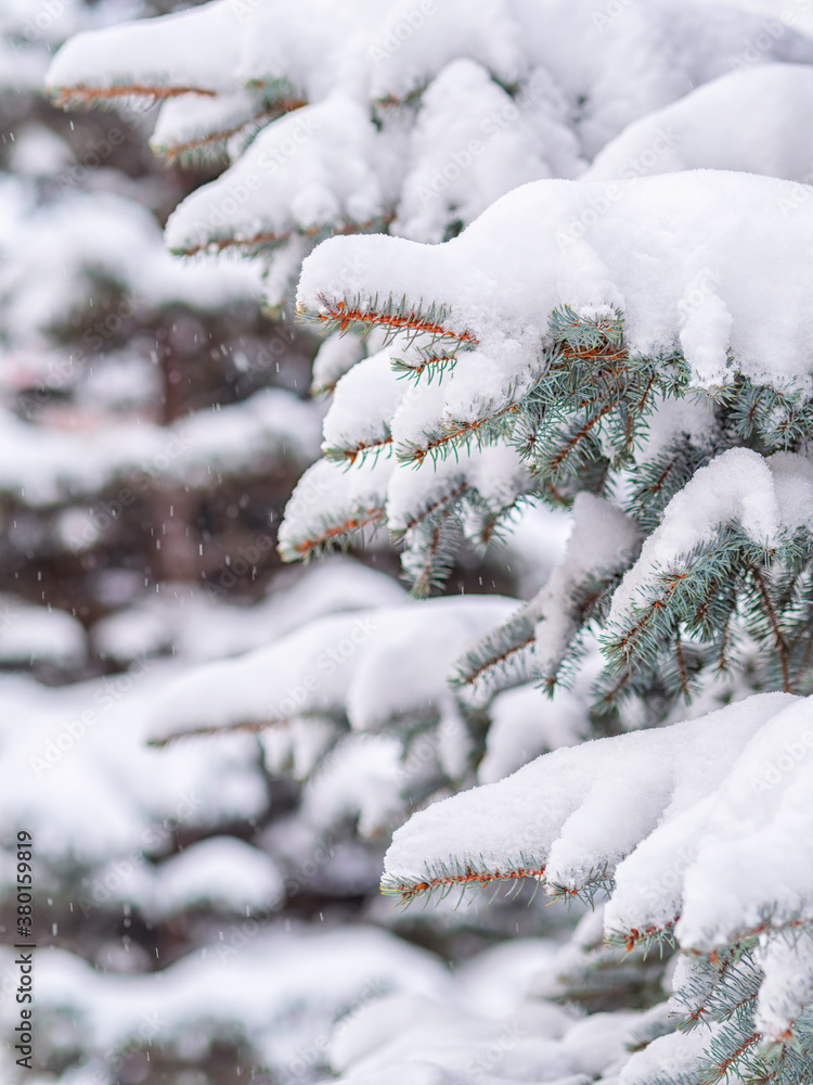 Snow on green spruce branches during snowfall Snow on green spruce branches during snowfall