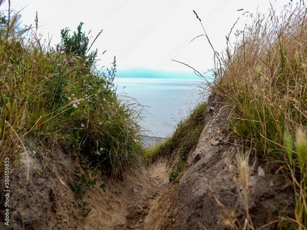 grass on the beach grass on the beach
