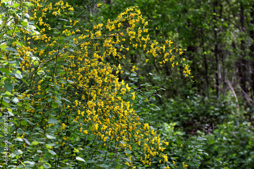 bush branches weighed down by yellow wild flowers