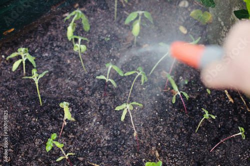 Man holding a working garden hose, spraying newly planted seedlings with a generous amount of water.