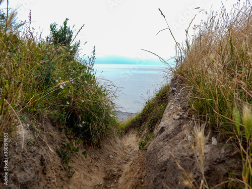 grass on the beach