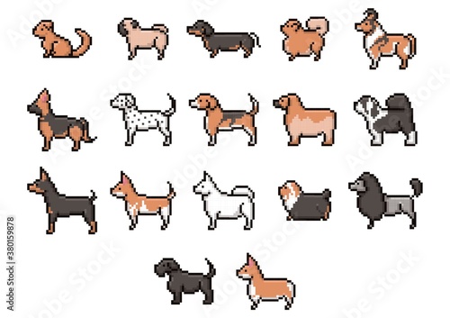 collection of dogs