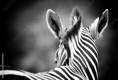 Zebra and horsehair photo