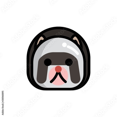raccoon
