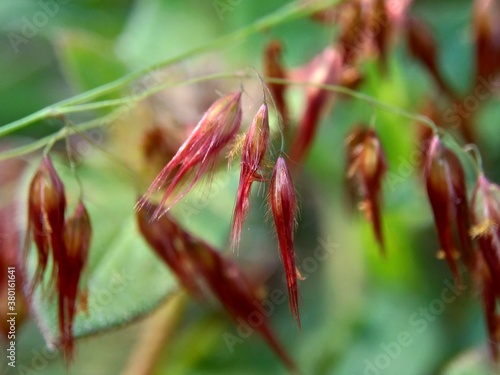 Imperata Cylindrica flower (also called cogon grass or kunai grass) with a natural grass. Indonesian call it as ilalang or alang-alang. photo