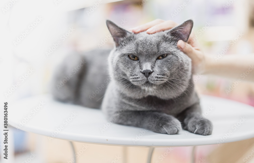 A hand is petting an English short blue cat lying on the table 