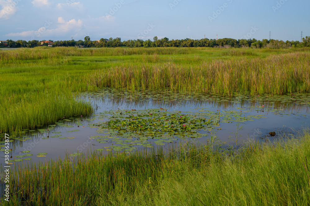 Scenic of swamps in national park