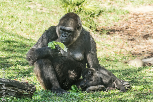  and child eating greens