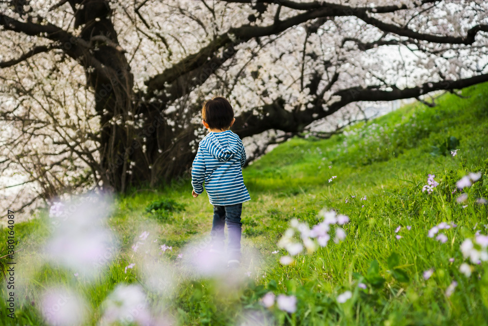 Asian toddler, running in flowers in spring Asian toddler, running in flowers in spring