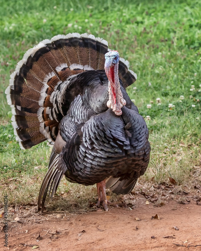 American Wild Turkey (Meleagris gallopavo) with tail fanned out